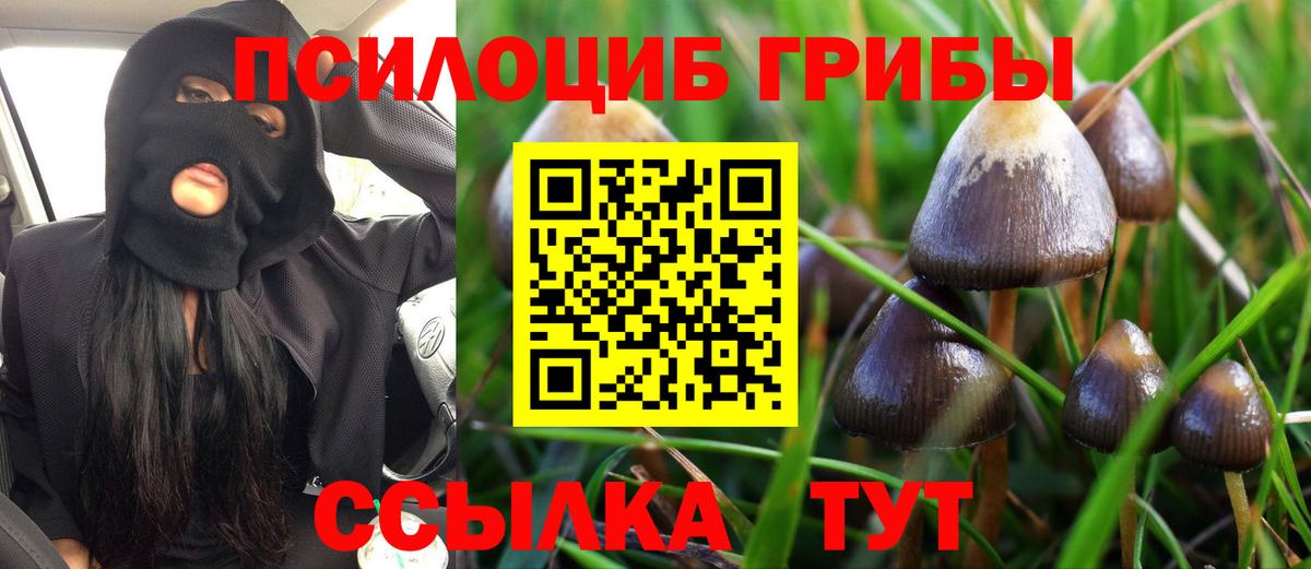 Псилоцибиновые грибы Psilocybe Барнаул